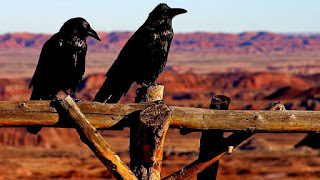 Cultural depictions of ravens