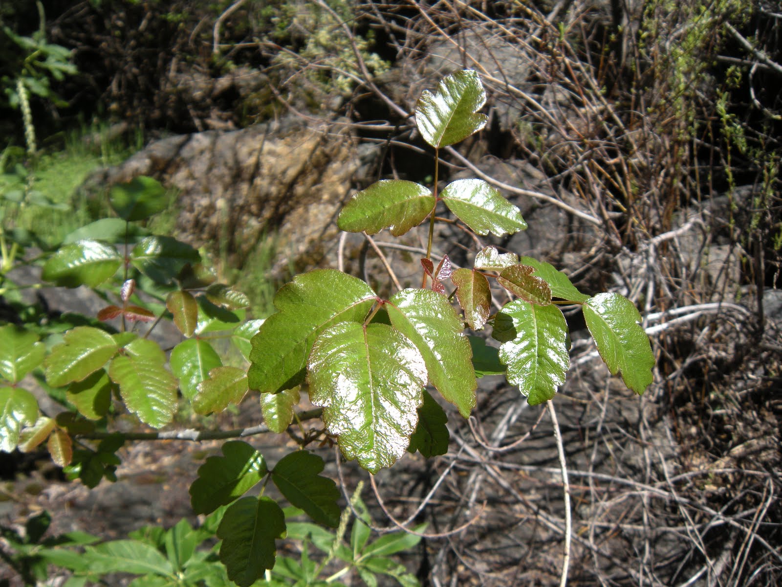 Peachy Hiker 6. POISON OAK