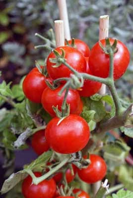 Tomates Cherry En Conserva
