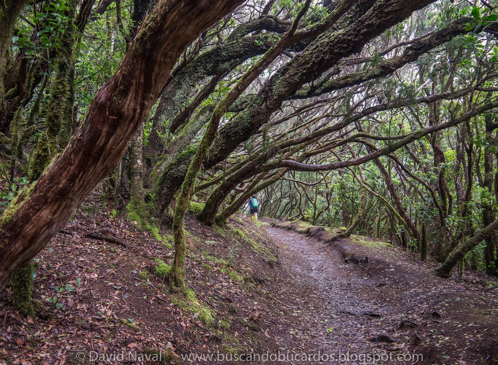 TENERIFE Bosque Encantado de Pijaral Rutas por el Pirineo