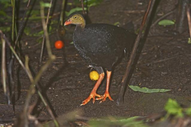 Burung Gue Mengenal Burung Maleo Kamur