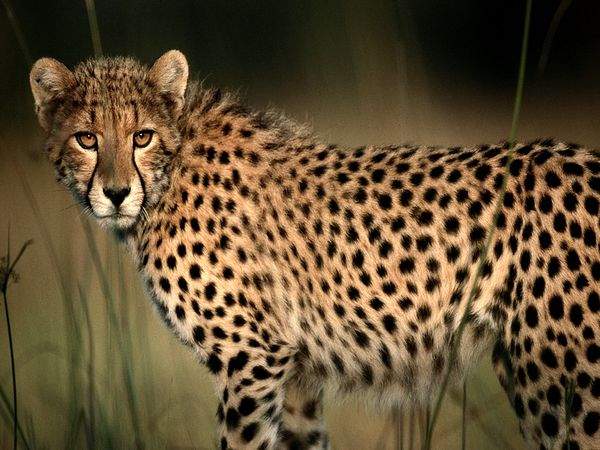 Wild Life Animal Cheetah The Fastest Animal In The World