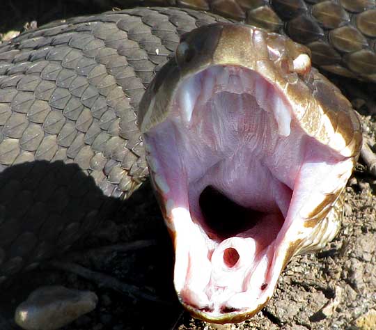 What is the meaning of a snake with its mouth open?   quora