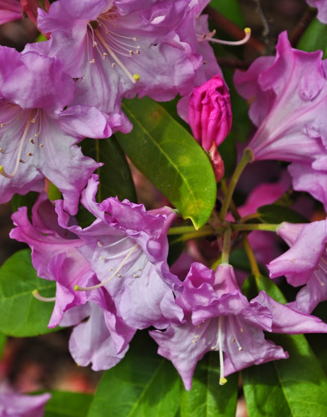 Three Dogs in a Garden Azaleas and Rhododendrons