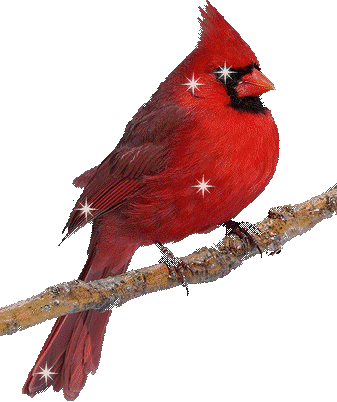 Animation Bundle: Animated Cardinals Chirping and Spreading Love of