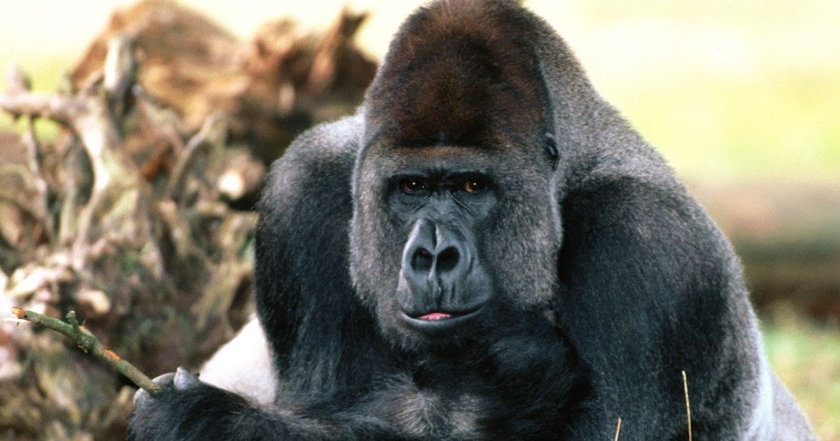 Western Lowland Gorilla Wild Life World