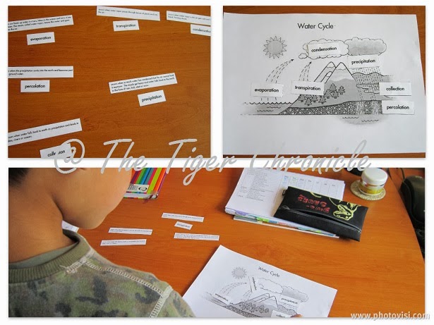 The Tiger Chronicle: Different Ways with the Water Cycle