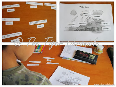 The Tiger Chronicle: Different Ways with the Water Cycle