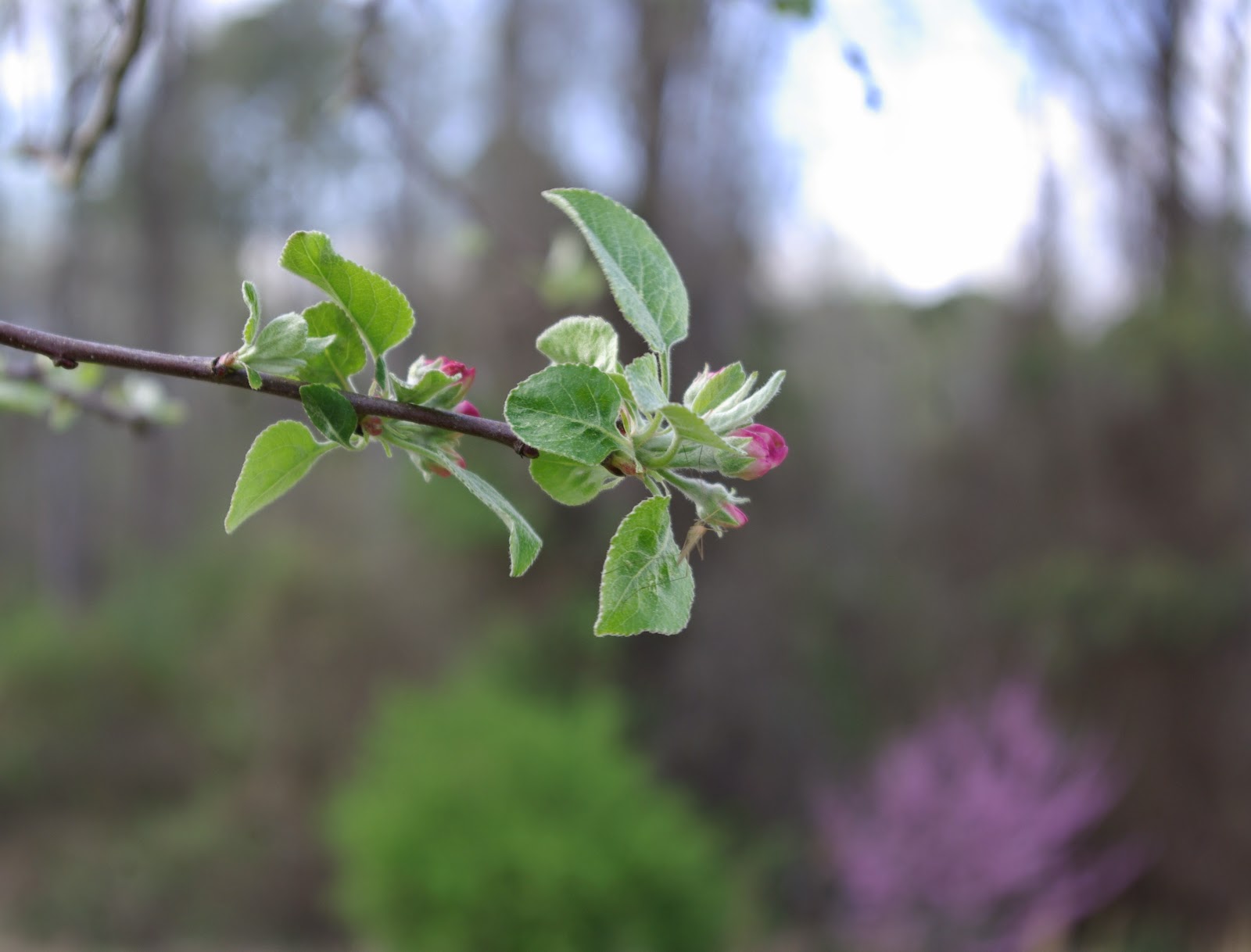 sweetbay Apple Tree Blossoms