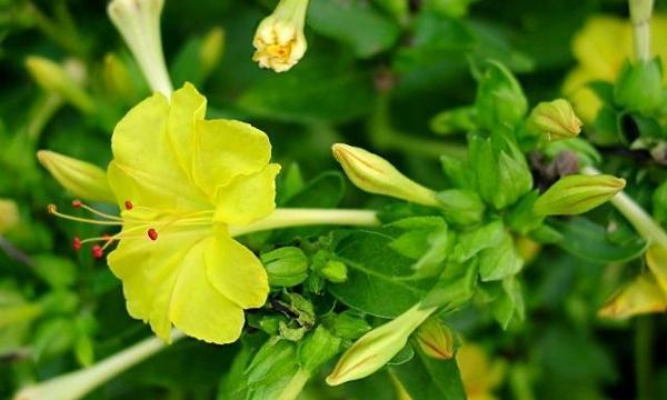 االاوقات التي لا تجوز فيها الصلاة الداعيـــــــــــــــه منـــــــــــــى بكـــــــــــر Facebook