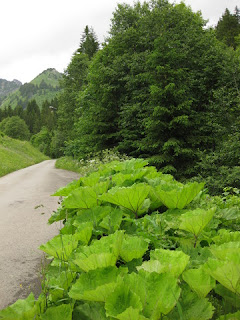 Plant with gigantic leaves along the banks of Le Ruisseau des Fenils, Switzerland