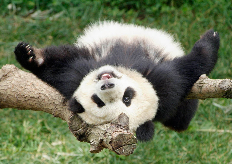 Animal You Giant Panda