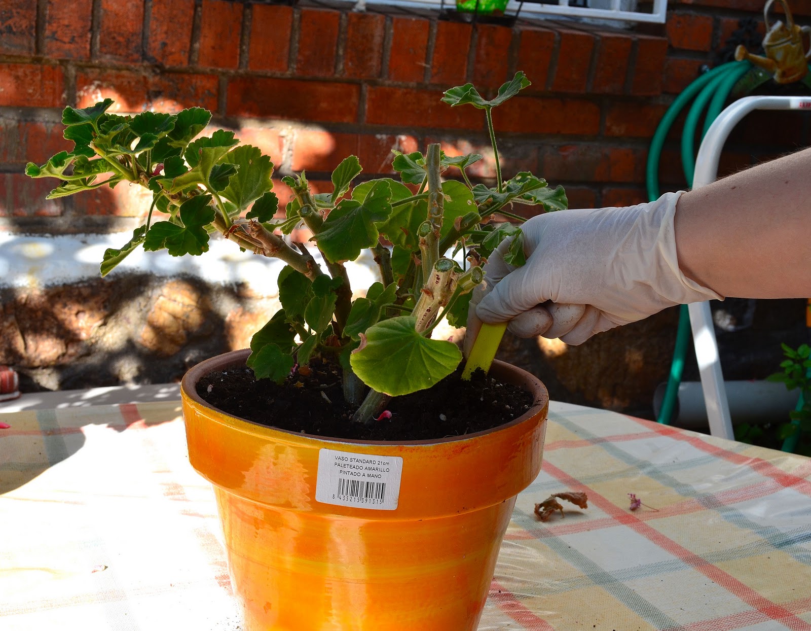 Trabajando en mi jardin: Preparar los Geranios para el invierno