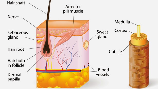 The Truth On Scab Hair - Natural Hair Term