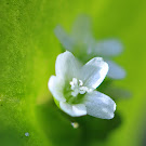 http://wild-flowers-of-europe.blogspot.nl/2015/04/claytonia-perfoliata.html