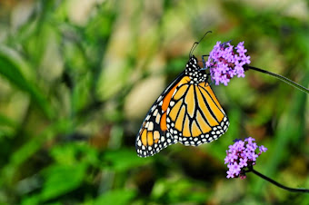 Monarch WayStation