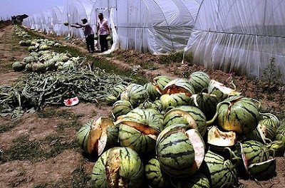 Exploding Melons