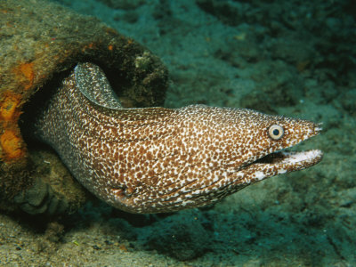 Moray Eel | Animal Wildlife