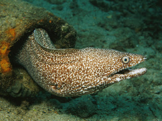 moray eel