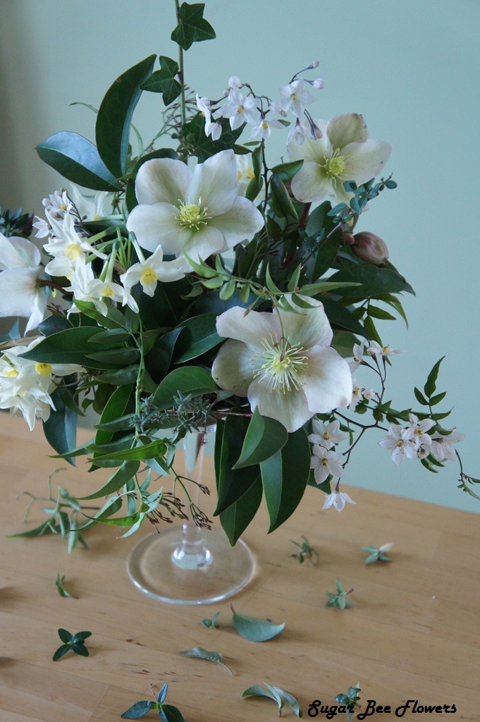 Sugar Bee Flowers Hellebore