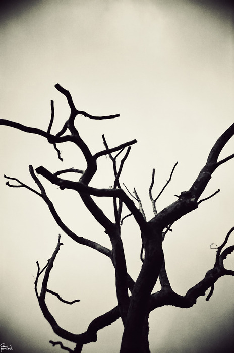 Dita come Artigli...