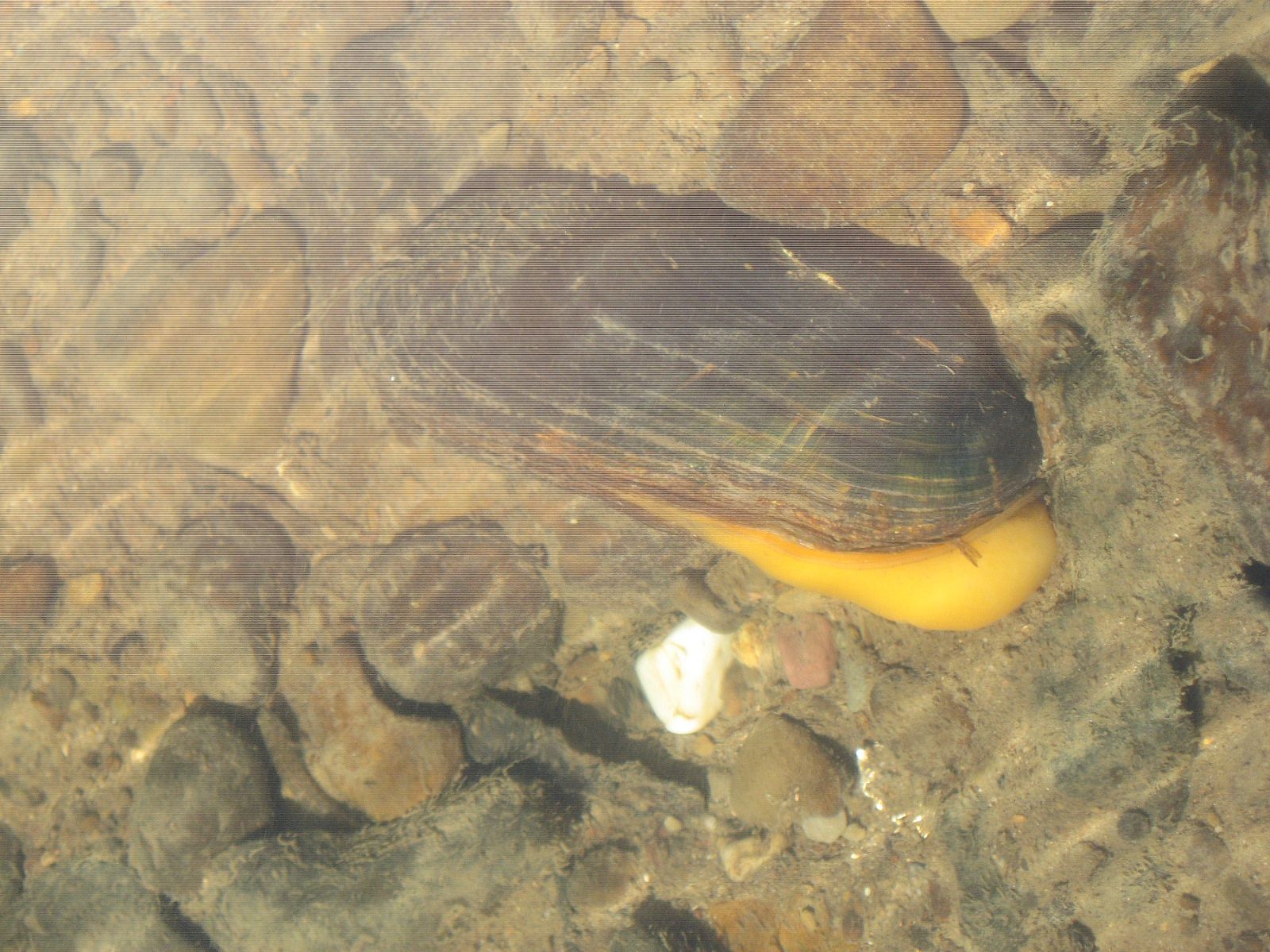 Freshwater Academy Fresh Water Mussels