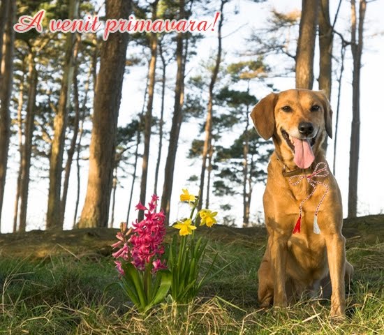 Cu tine,e mereu primavara!:)