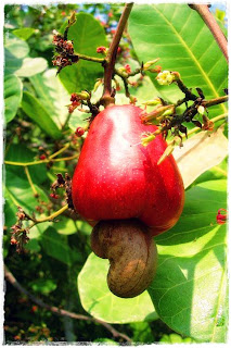 Jambu Monyet Jambu Monyet