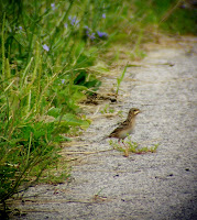 Grasshopper Sparrow with lunch