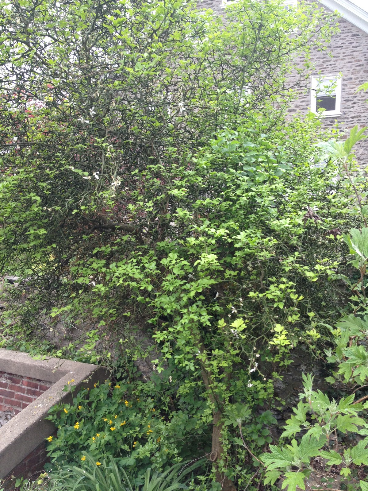 Chinese Empress Tree