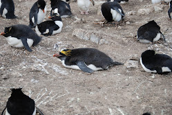 Macaroni Penguin