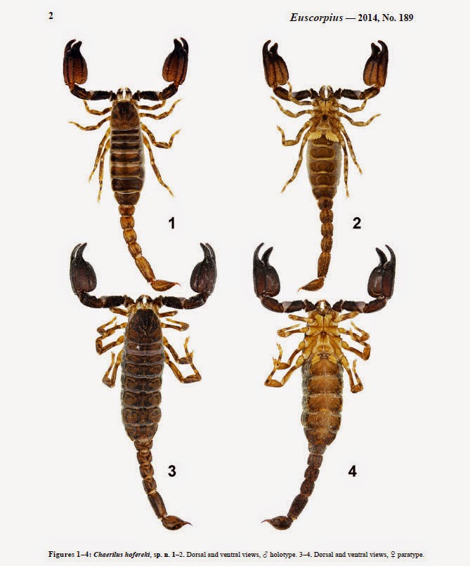 A new species of Chaerilus from Vietnam Reptilfreaks.no