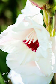 White Gladioli 