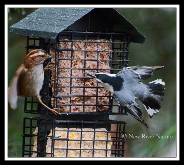 a little piece of me bird behavior a little piece of me bird behavior