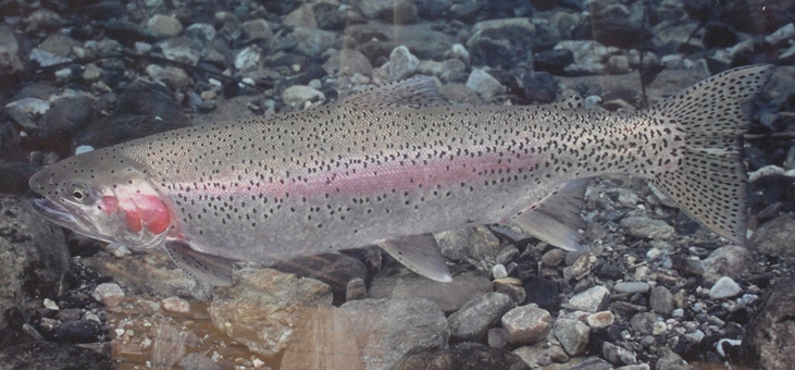 Trout Prozac Spawning