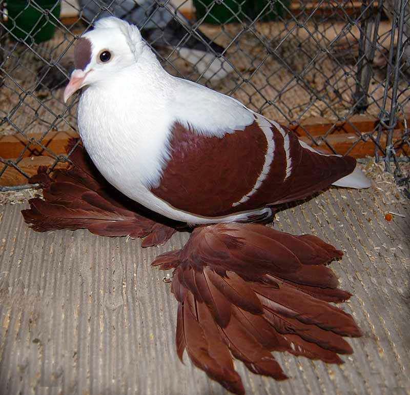 Racing Pigeon Wallpaper Hd