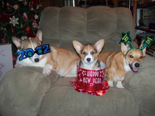 Funny animal happy new year pictures 2012 Funny Animals New Year 2012 | Funny Animals