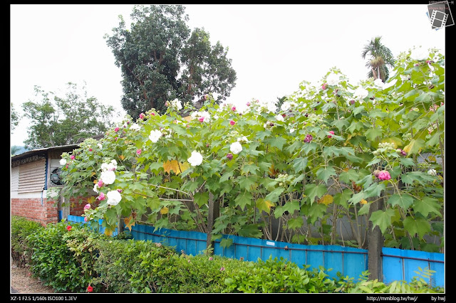 2013-10-01 中興小秘境-三色芙蓉花