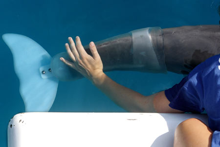 Мастурбатор Животных