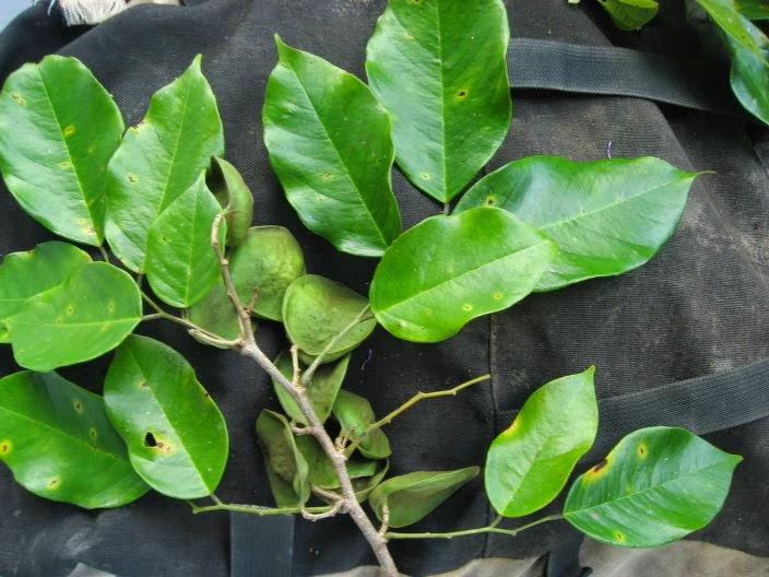 Flora de Puerto Rico Ilustrada FABOIDEAE DALBERGIA ECASTAPHYLLUM Y