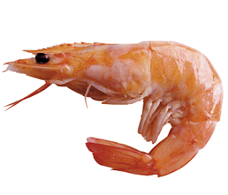 udang, manfaat udang, udang sayur, udang bakar, kandungan udang, gambar udang, shrimp, images shrimp, lobster