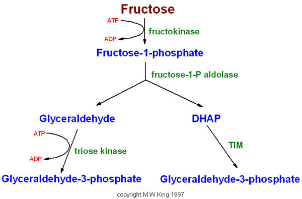 Fructose Glycolytic Pathway