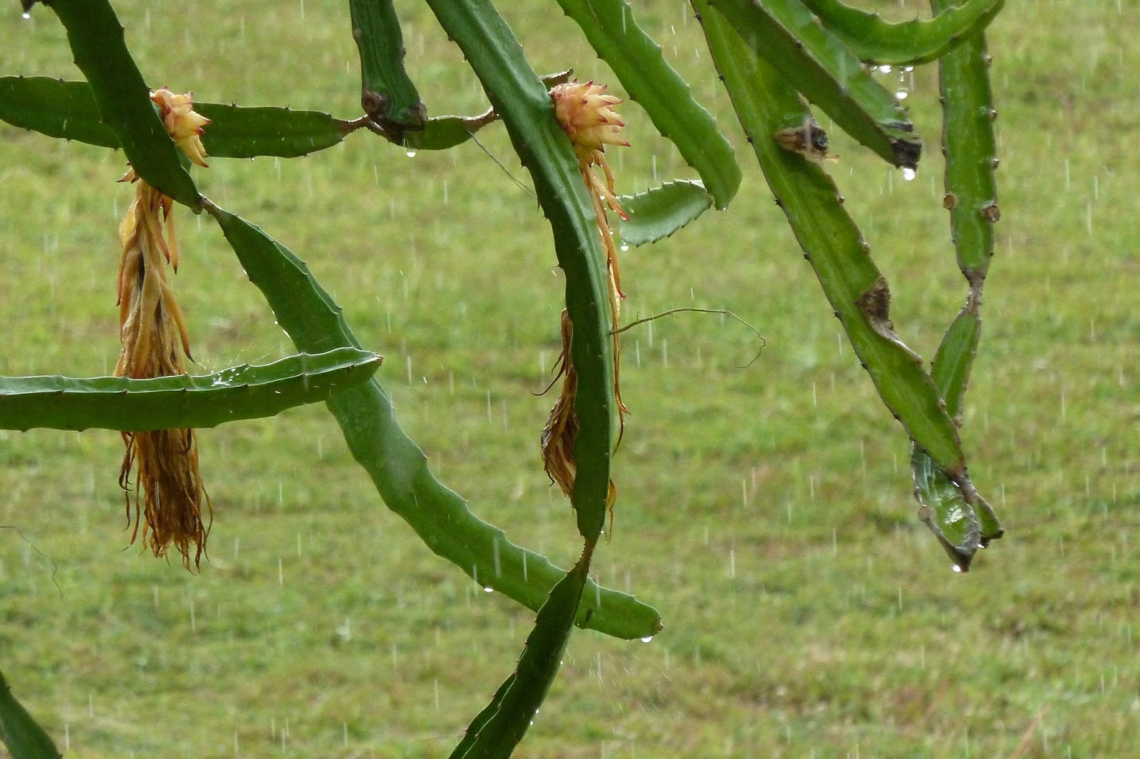 A Thousand Reasons Cactus Rain