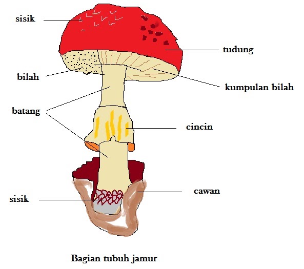 Bagian Tubuh Jamur Homecare24