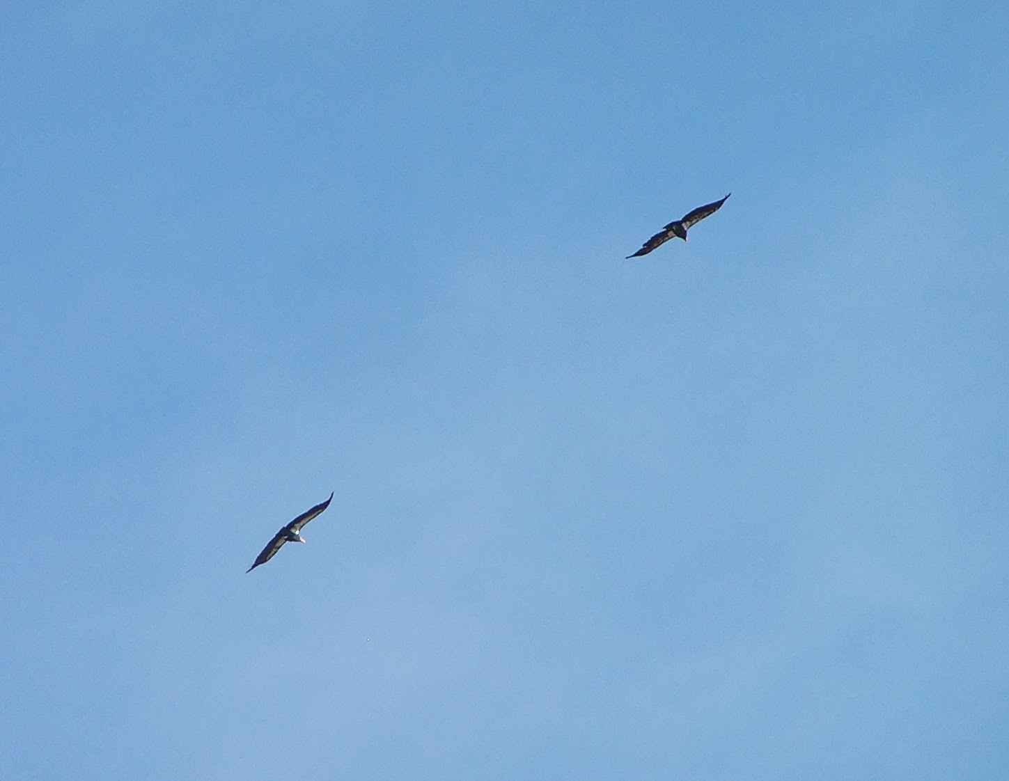 California Condors