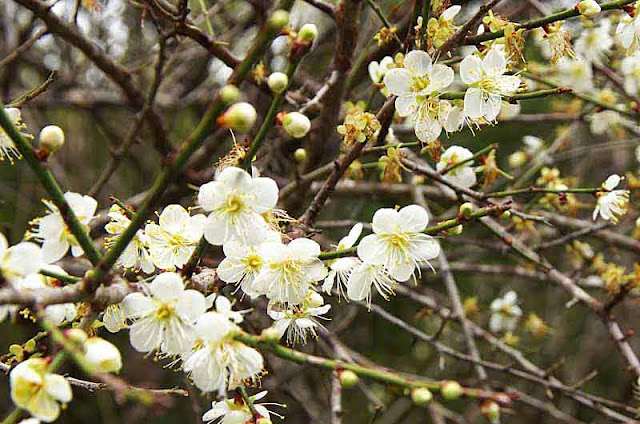 white flowers, tree branches, blossoms and buds