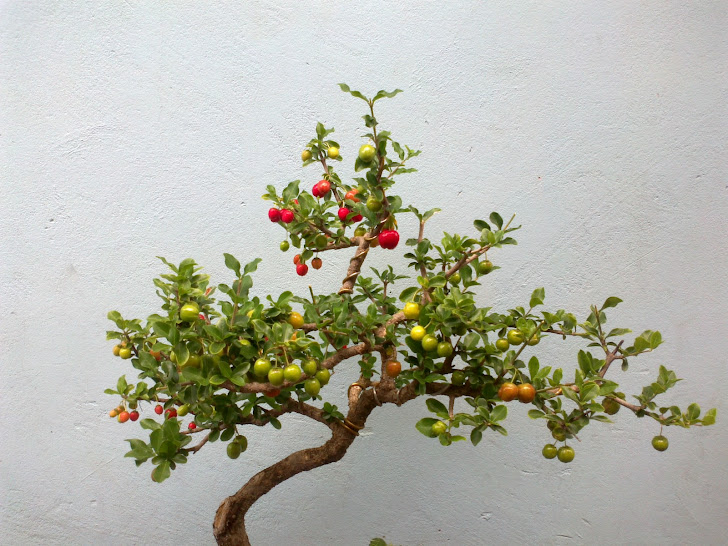 Acerola produzindo