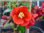 Chaenomeles japonica