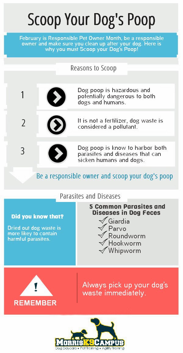 A Dog's Life Responsible Pet Owner Month Scoop Your Dog's Poop!