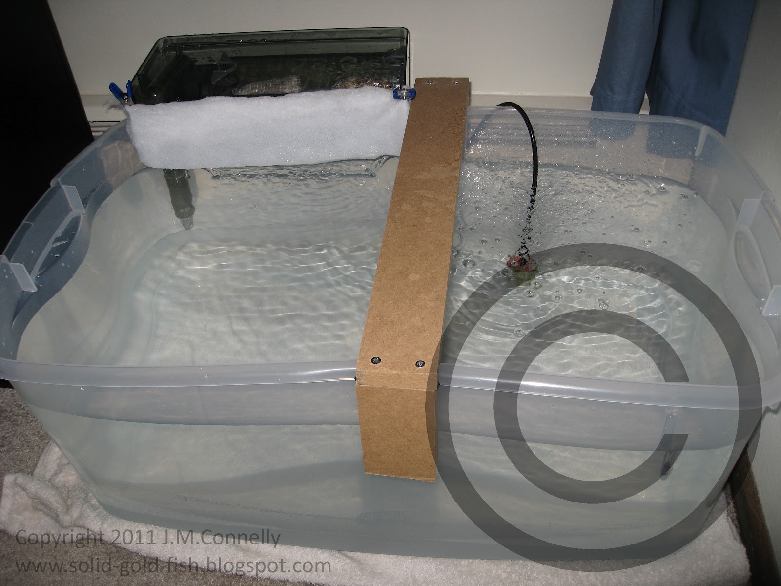 Setting up a Quarantine Tub (New Fish!) Solid Gold Aquatics